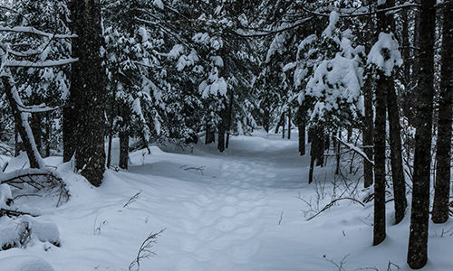 Snowy Trail through Lily Bay State Park