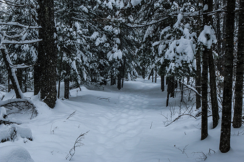 Snowy Trail through Lily Bay State Park