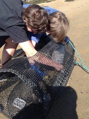 collecting crabs