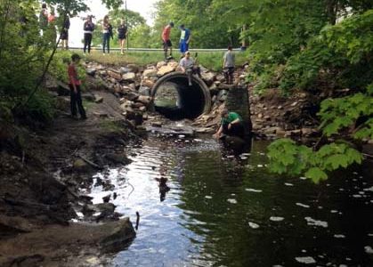 St. George Middle School students study alewives