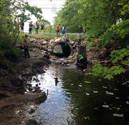 St. George Middle School students study alewives