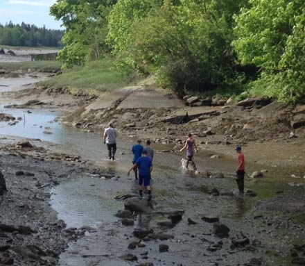 St. George Middle School students study alewives