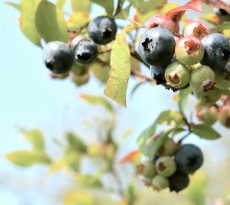 blueberries in Searsport
