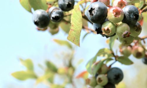 blueberries in Searsport