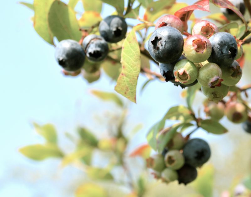 blueberries in Searsport