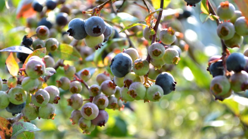 blueberries in Searsport