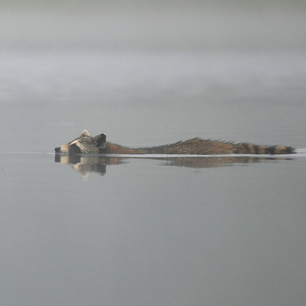 raccoon in Dyer Long Pond Jefferson