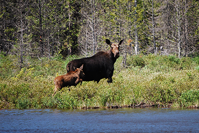 baby moose and mama