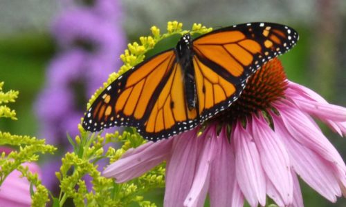 monarch butterfly in Blue Hill