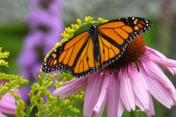 monarch butterfly in Blue Hill by Leda Beth Gray (1) monarch butterfly in Blue Hill