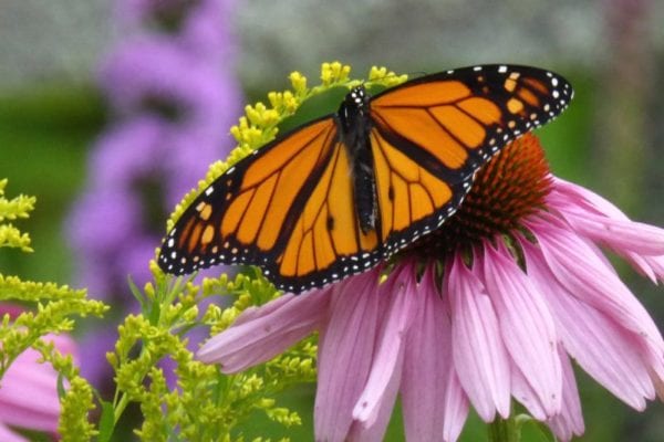 monarch butterfly in Blue Hill