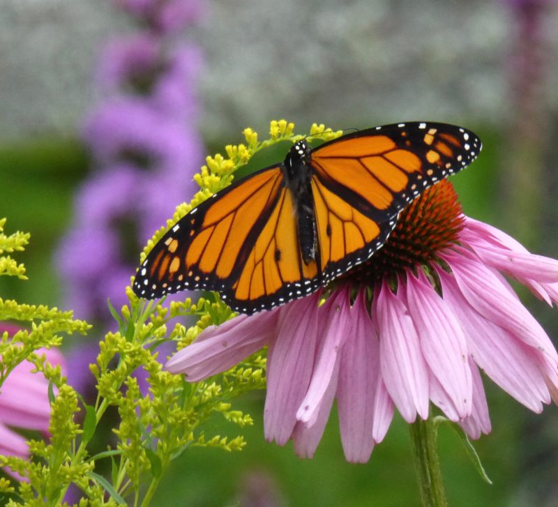 monarch butterfly in Blue Hill
