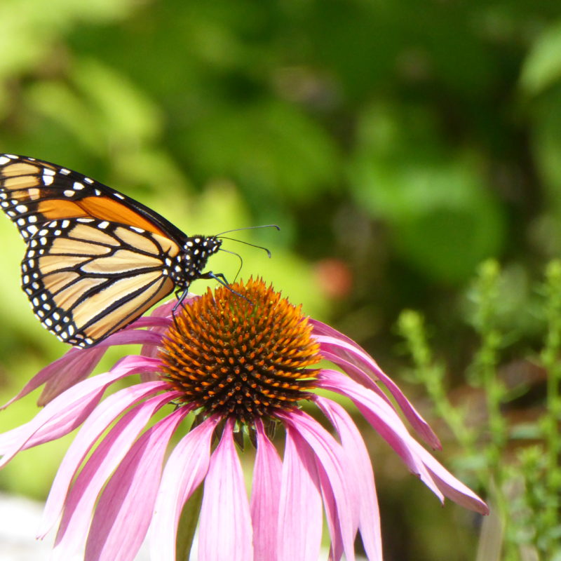 monarch butterfly in Blue Hill