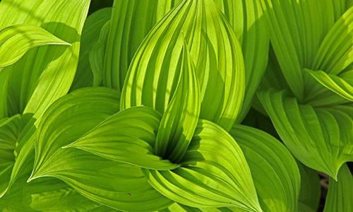 skunk cabbage