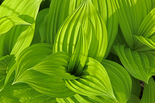 skunk cabbage