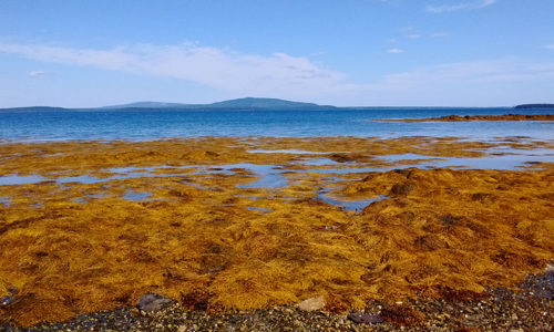 Harriman Point Preserve by Ann Flewelling