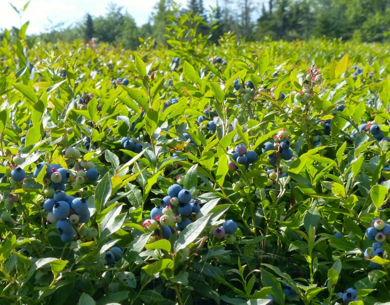 Harrington blueberries by Kathleen Lafferty