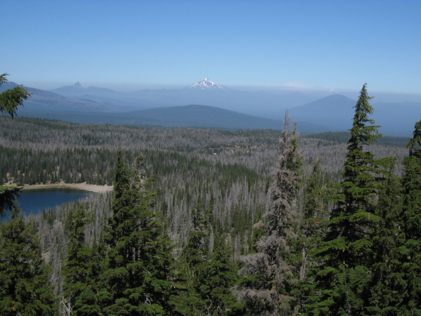 View from Tam McArthur Rim of lodgepole pine and whitebark pine killed by mountain pine beetle within the prior 10 years