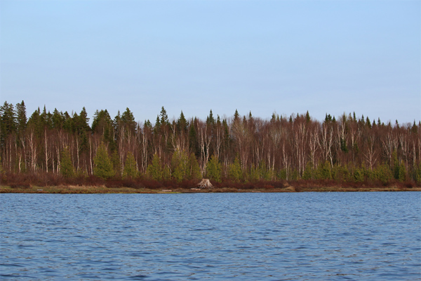 shoreline of Fifth Pond