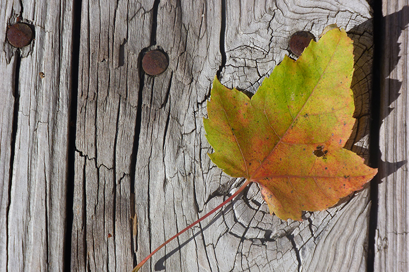 Autumn Offering by Richard Flanagan