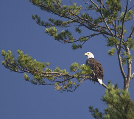 Bald Eagle overlooking Pocasset Lake in Wayne