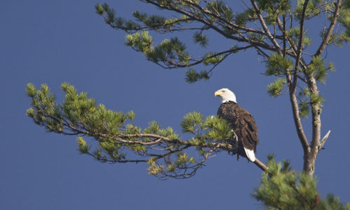 Bald Eagle overlooking Pocasset Lake in Wayne