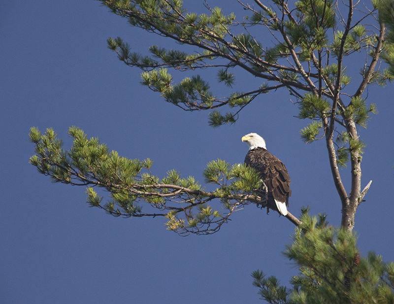 Bald Eagle overlooking Pocasset Lake in Wayne