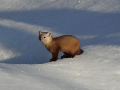 American Marten