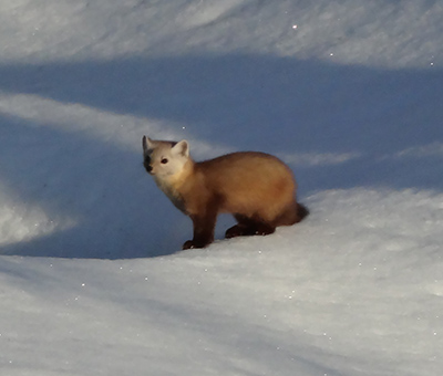 Creature Feature: American Marten - Natural Resources Council of Maine