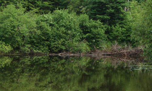 Canoeing Allagash Stream