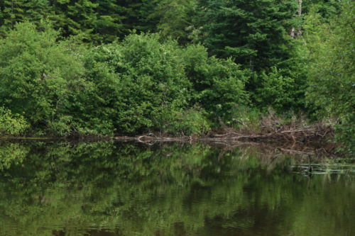 Canoeing Allagash Stream