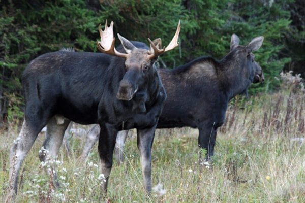 two bull moose