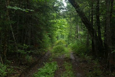 A path through the woods