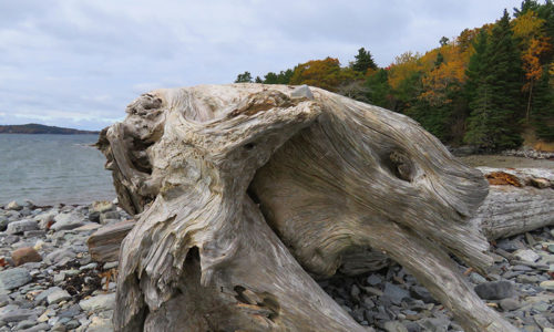 drift-wood-on-way-to-bar-island-by-jayne-winters