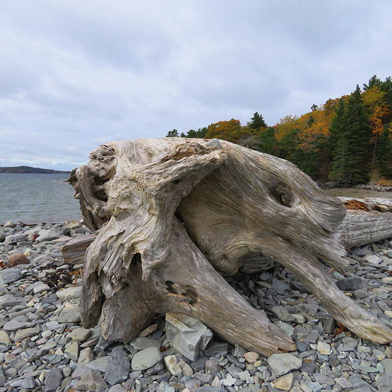 drift-wood-on-way-to-bar-island-by-jayne-winters