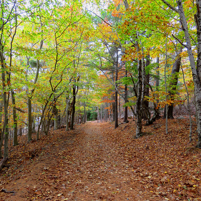 path-on-bar-island-by-jayne-winters