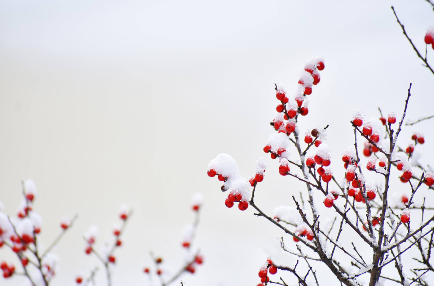 winterberries in snow