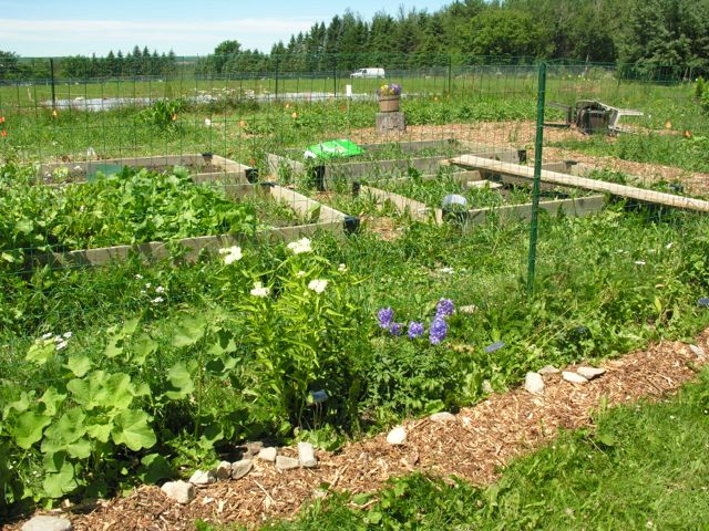 Presque Isle community garden