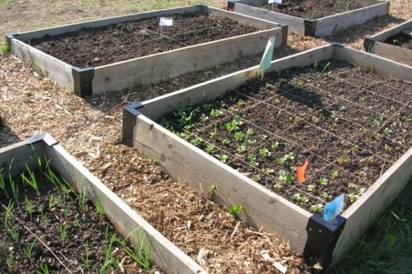 Presque Isle community garden