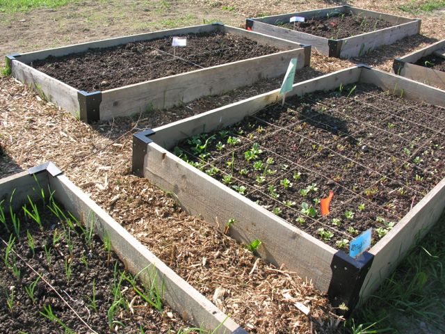 Presque Isle community garden