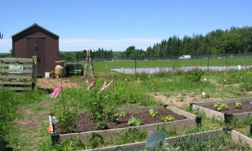 Presque Isle community garden