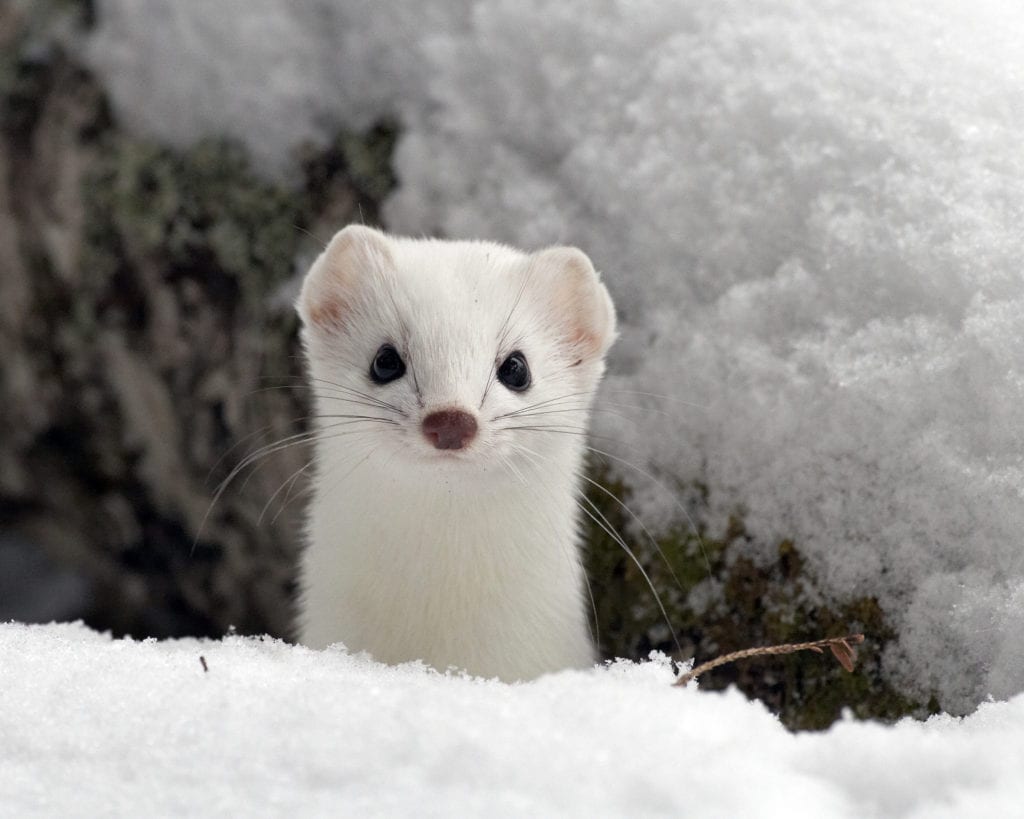 pure white ferret