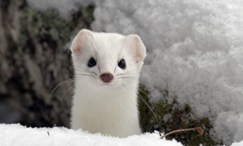 ermine