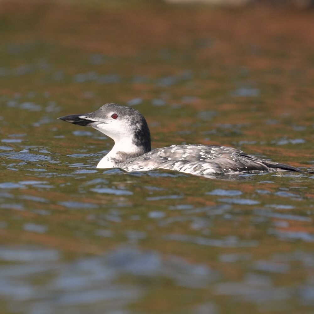 loon with winter plumage