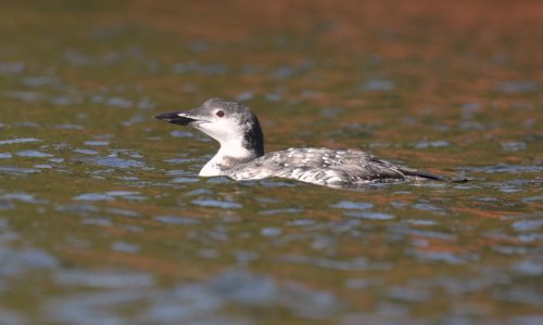 loon with winter plumage