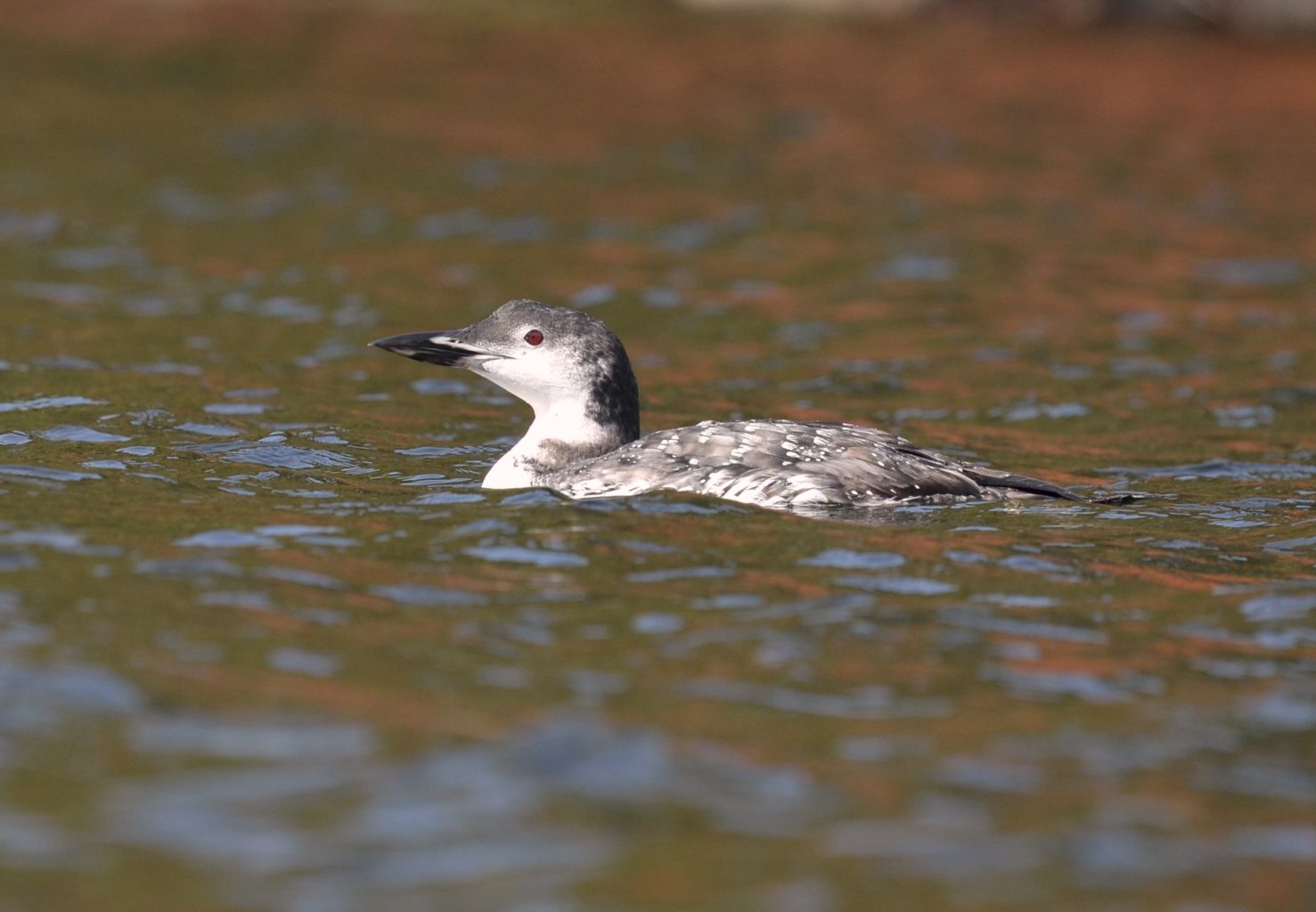 loon with winter plumage