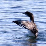 Common Loon in Searsport by Dave Small