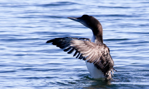 Common Loon in Searsport by Dave Small