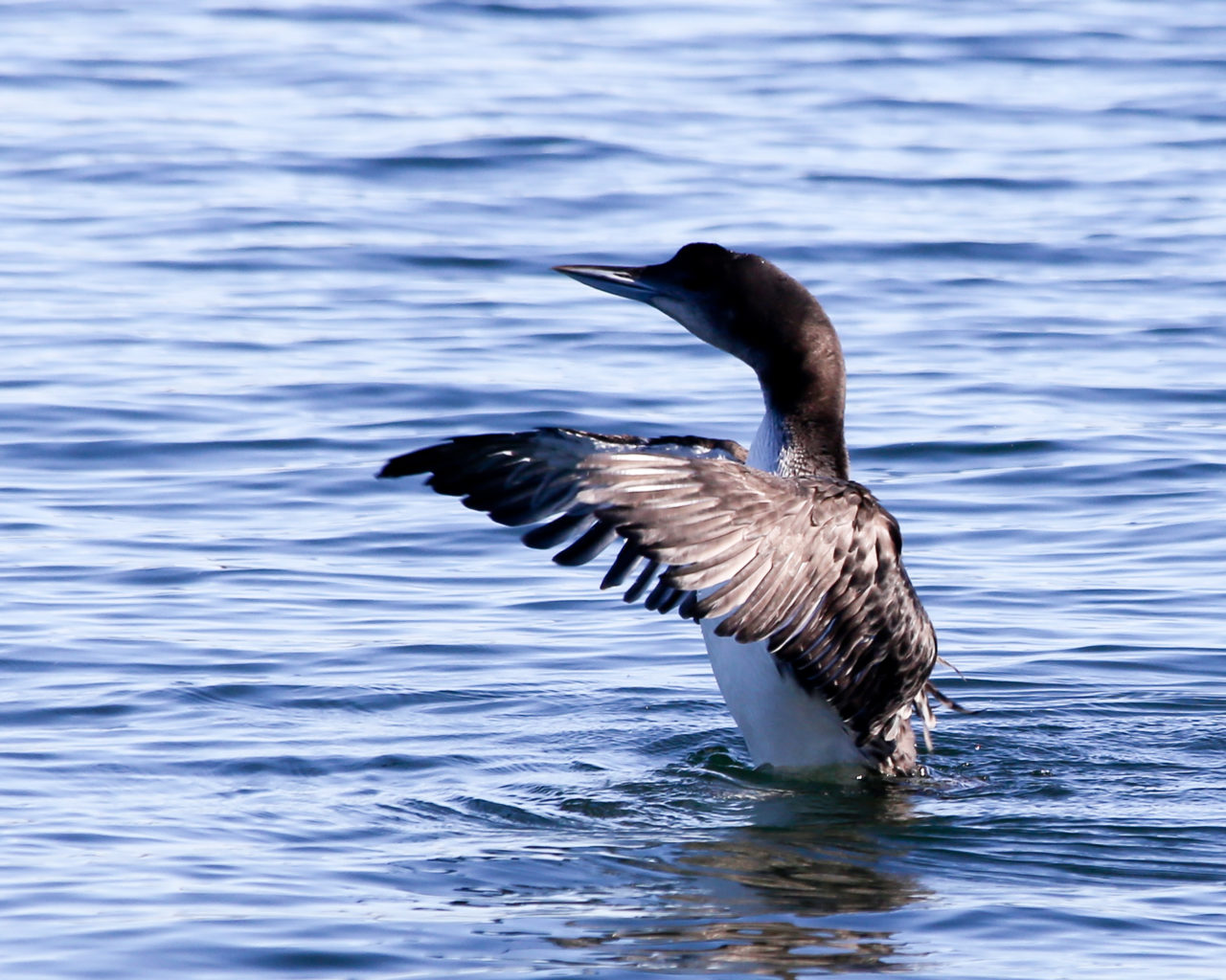 Common Loon in Searsport by Dave Small