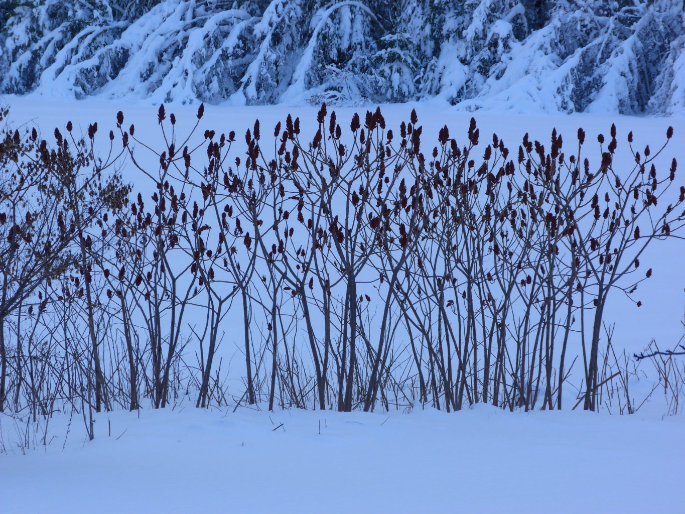 Sumac and Our Winter Meadow NorthFairfield RichardFlanagan